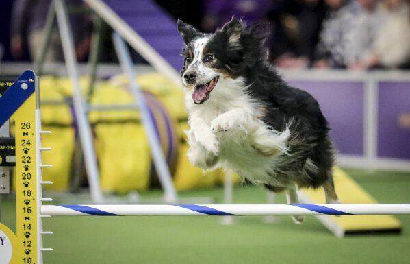 Westminster agility 2020 top